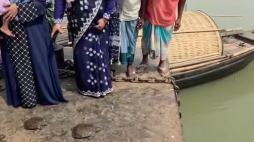 নারায়ণগঞ্জে ১৩টি কচ্ছপ উদ্ধার