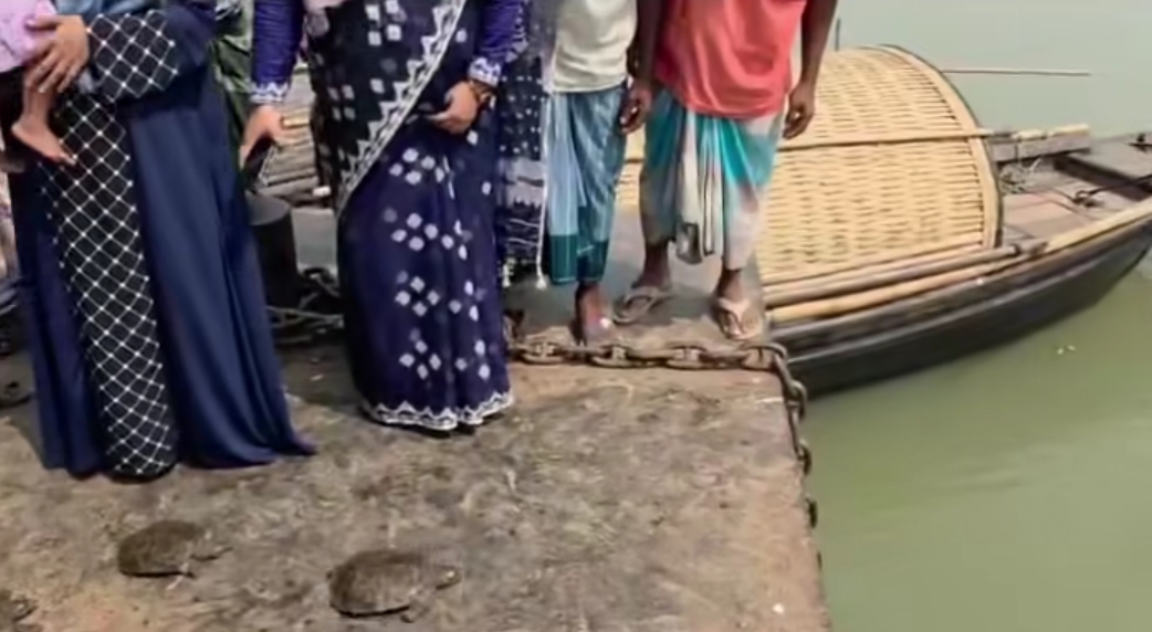 নারায়ণগঞ্জে ১৩টি কচ্ছপ উদ্ধার