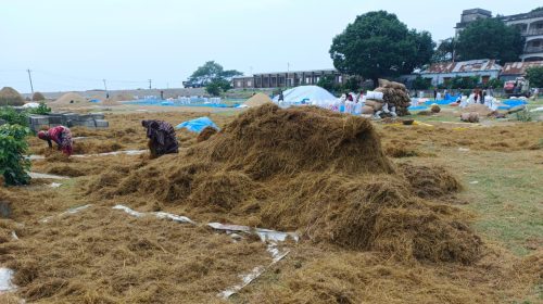 গো-খাদ্যের সংকট, কম দামে গরু বিক্রি করছেন কৃষকরা
