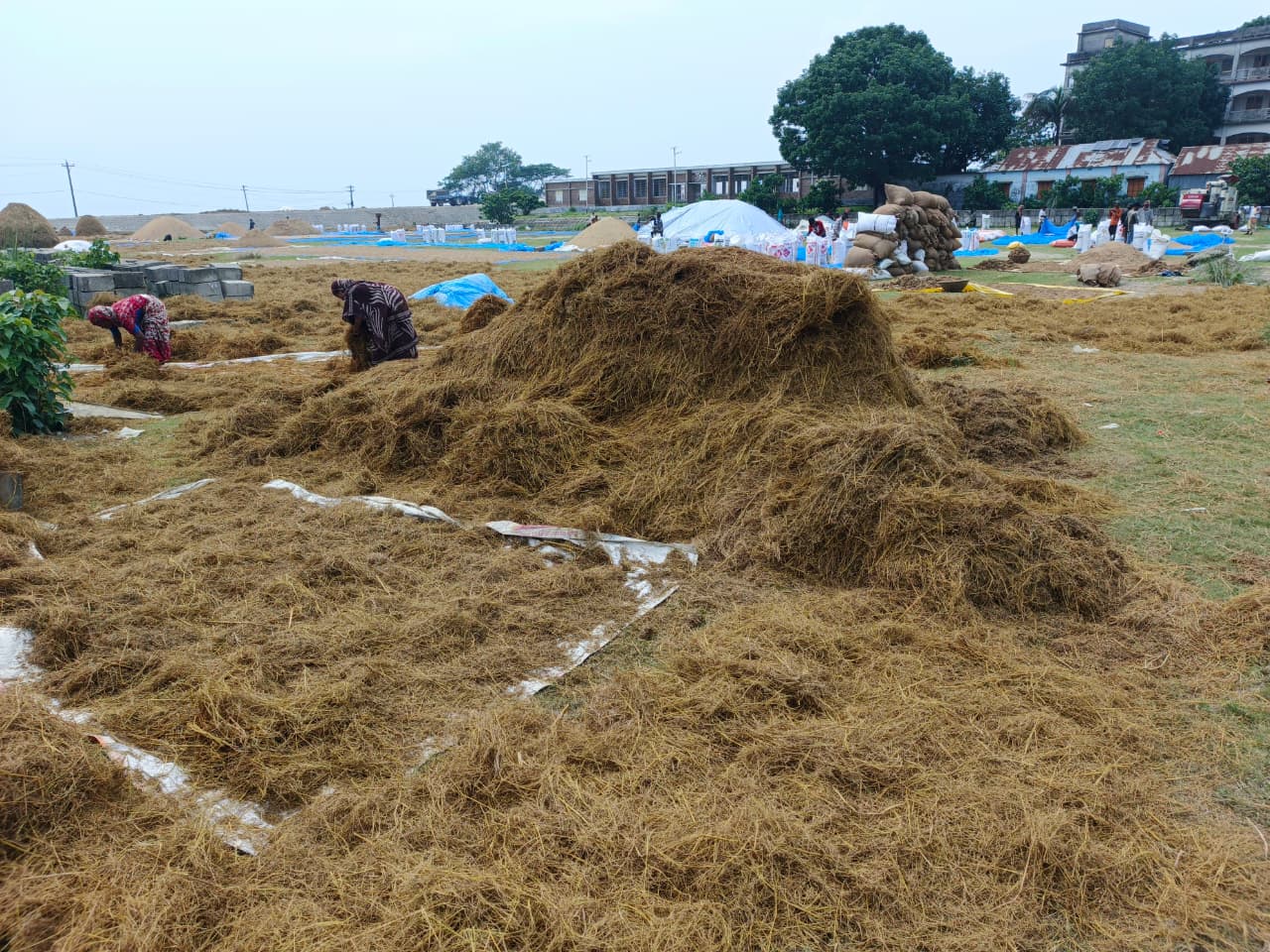 গো-খাদ্যের সংকট, কম দামে গরু বিক্রি করছেন কৃষকরা